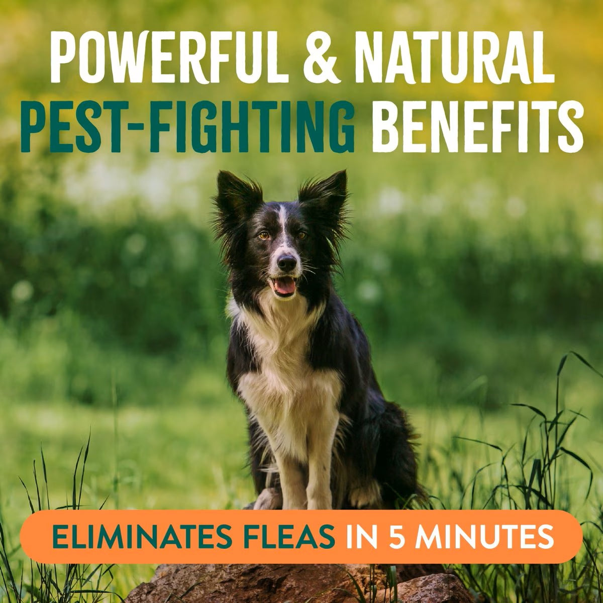 TropiClean Natural* Flea + Tick Dog Spray, 16 fl. oz.