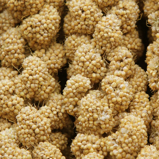 HIGGINS SPRAY MILLET, 6ct