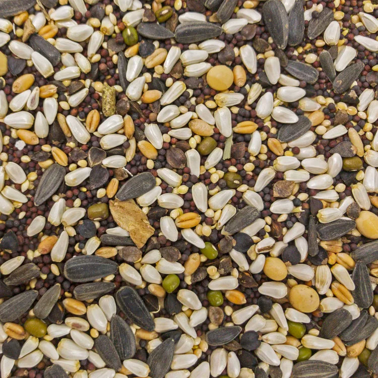 Higgins Sunburst Soak n' Sprout Small Bird Treat, 3 Oz