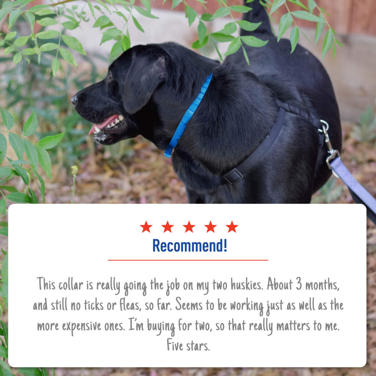 Adams Flea & Tick Control Collar for Dogs