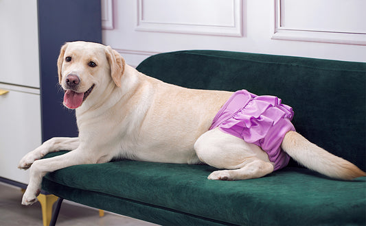 Washable Female Dog Diapers