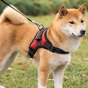 Soft Padded Heavy-duty Adjustable Dog Harness