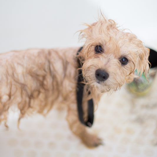 Dog Grooming Services Booking - Georgetown