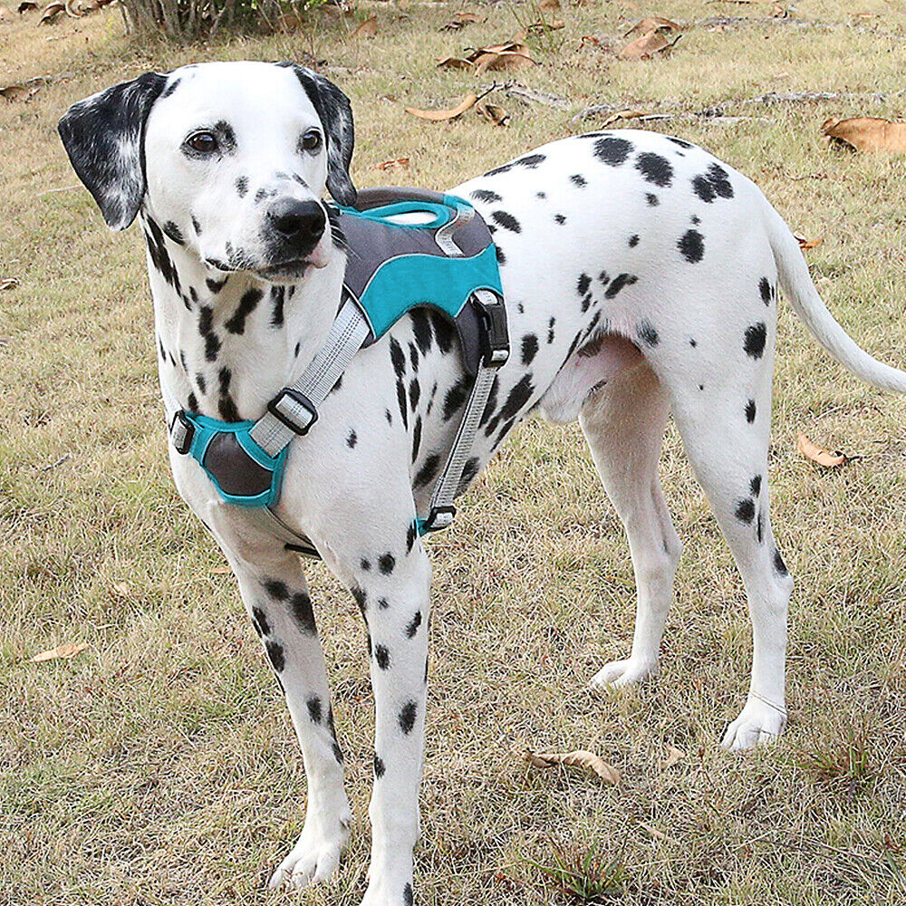 Adjustable Reflective Dog Traction Harness