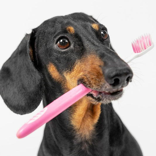 Teeth Brushing