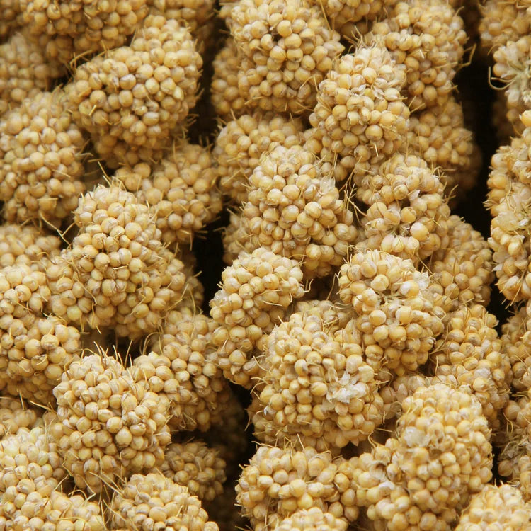 HIGGINS SPRAY MILLET, 6ct
