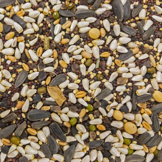 Higgins Sunburst Soak n' Sprout Small Bird Treat, 3 Oz