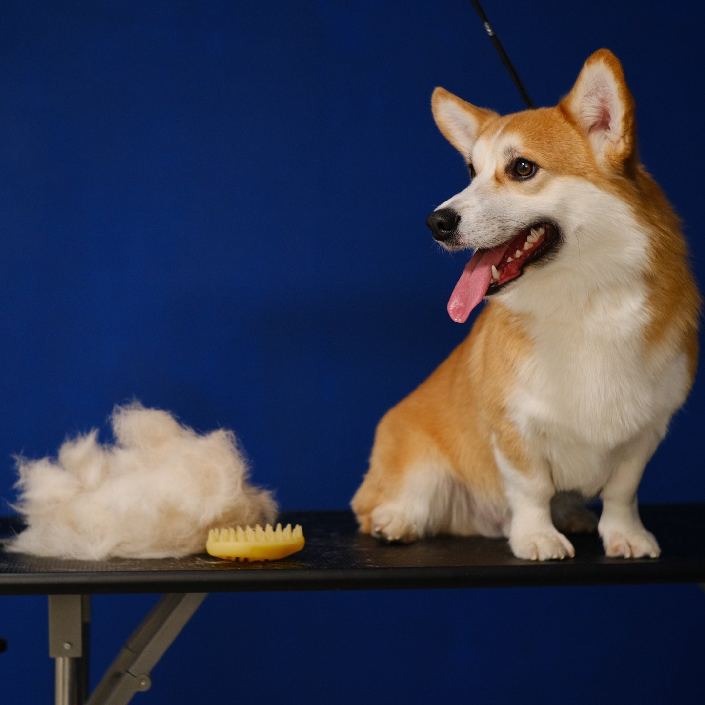 Dog Grooming Services Booking - Leonora