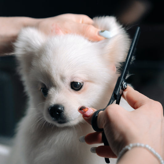 Dog Grooming Services Booking - Leonora