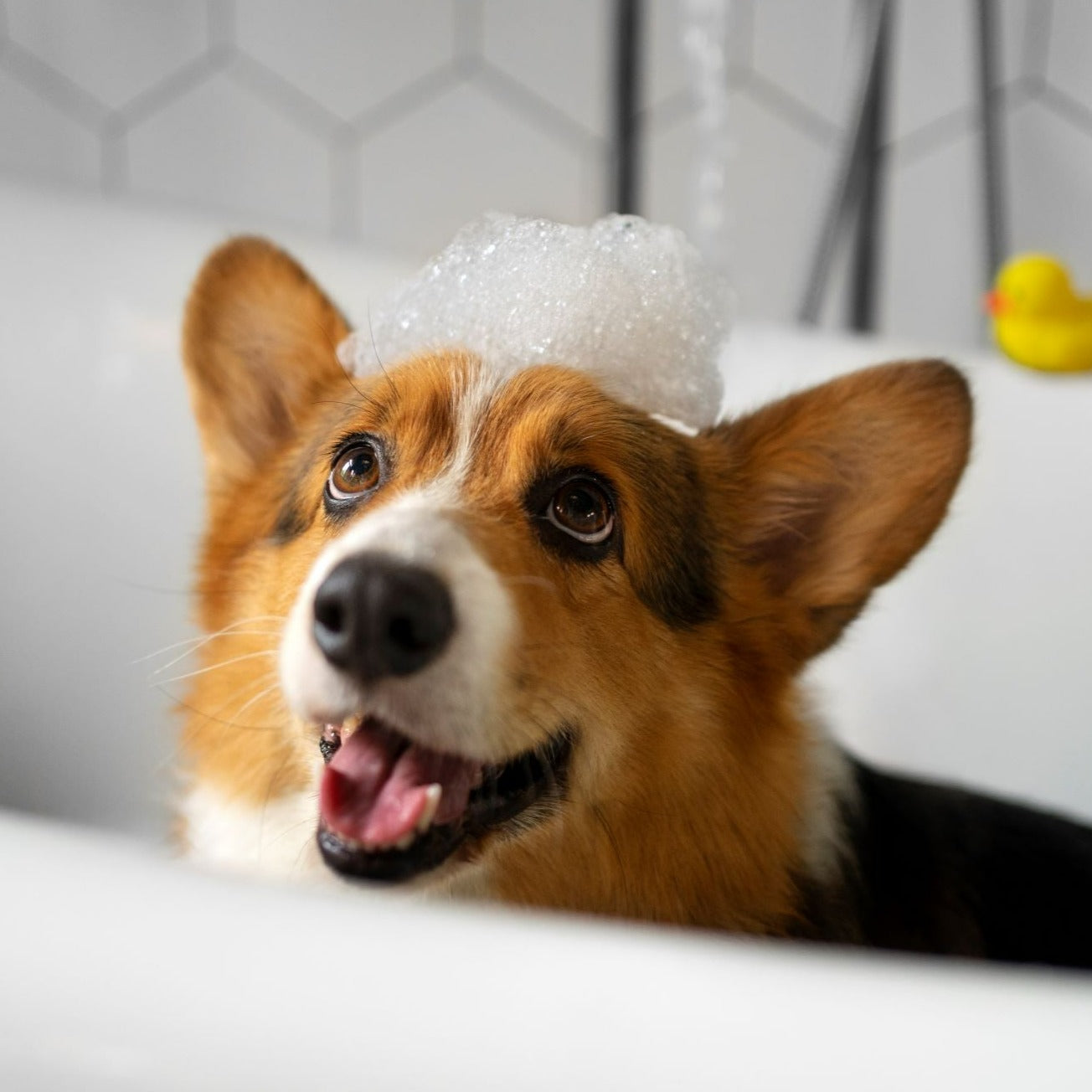 Dog Grooming Services Booking - Georgetown